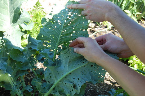 Franklin, MA: Community Garden