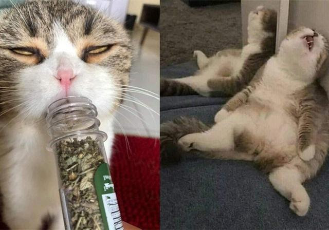 猫有猫薄荷可以吸 那狗呢 狗子 主人的气味就是我的 狗薄荷 狗狗