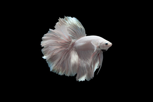 ベタのストレスの行動 原因は何 熱帯魚 淡水魚 海水魚の図鑑