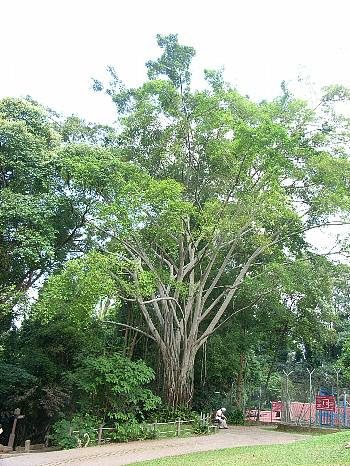 ふぁいかすべんじゃみな シンガポール熱帯植物だより あるふぁ