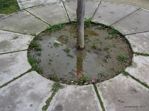 Castaños del Paseo de Iznájar