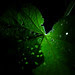 hollyhock leaf 1