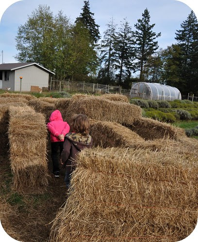 Hay Maze