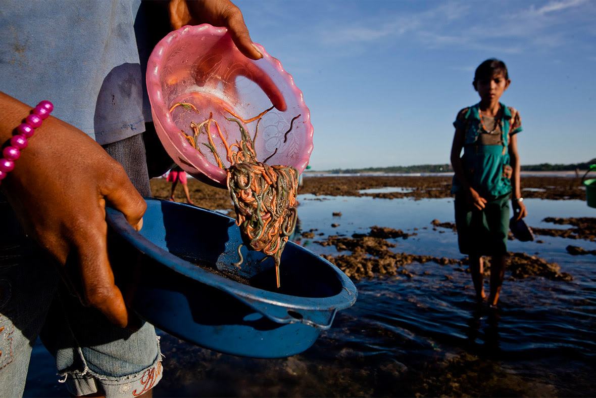 A woman holds a bowl of sea worms. The size and the shape of the worms are believed to predict the year's rice crop