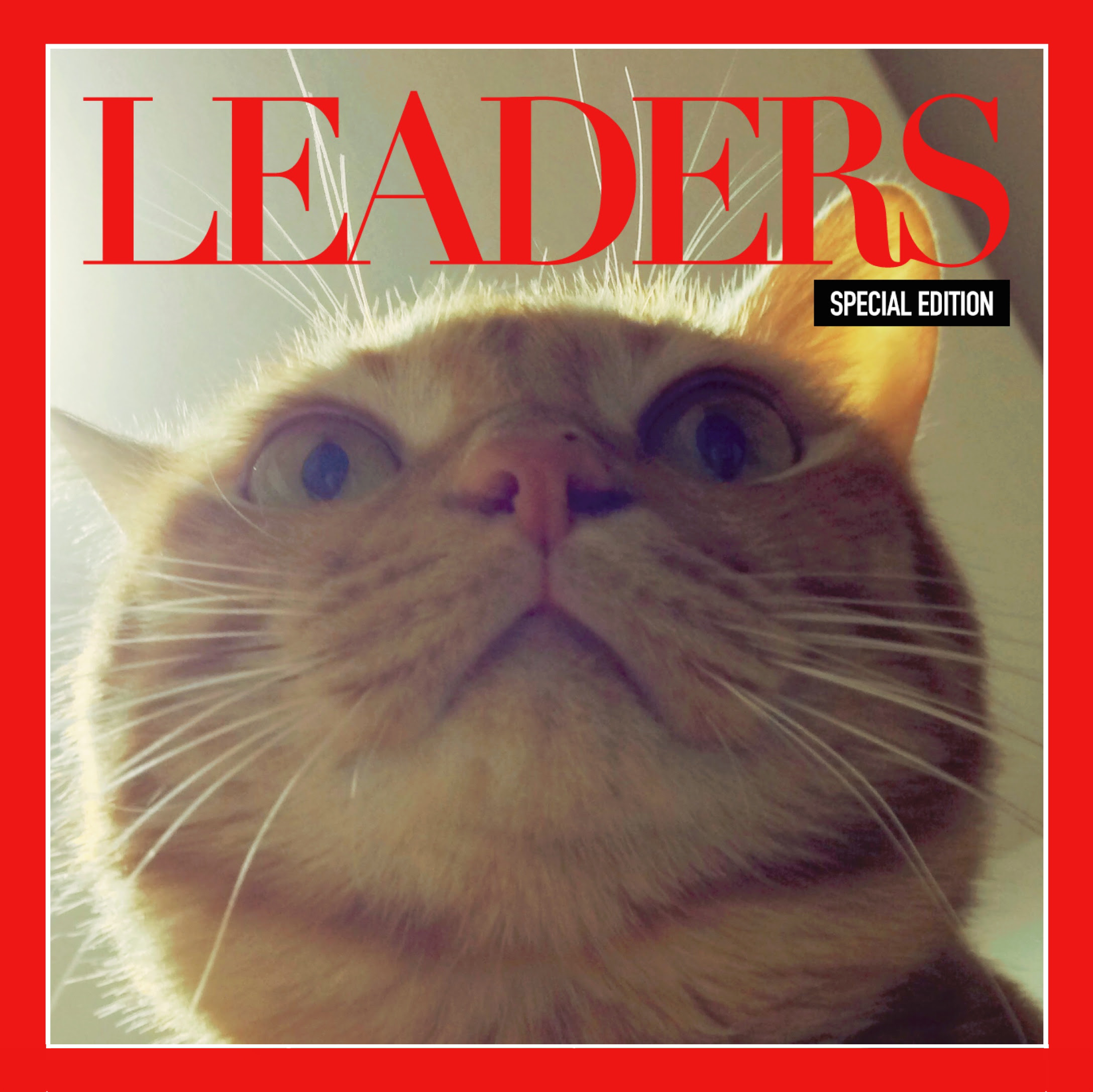 人間の年齢で100歳に相当する美魔女猫の あなご が逝去 18日までお別れの場を提供中 Cat Press