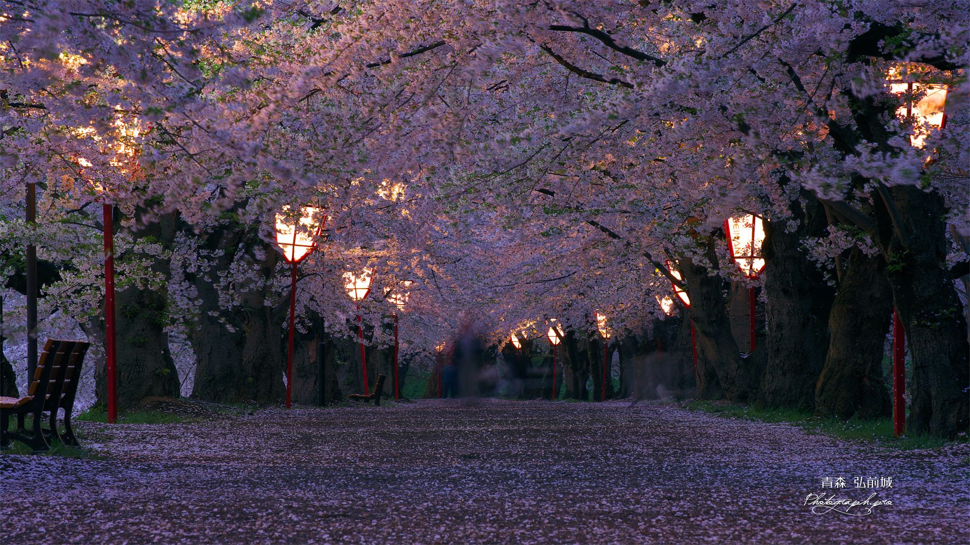 弘前城 桜のトンネル夜桜 の壁紙 19x1080