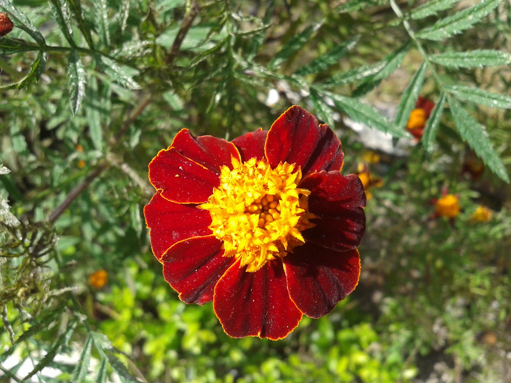 Genda phool, Lansdowne