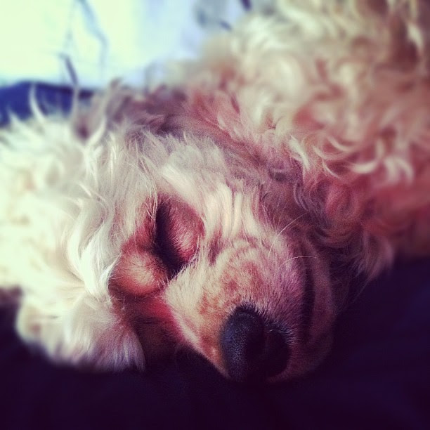 The face on the pillow next to mine. Love her.