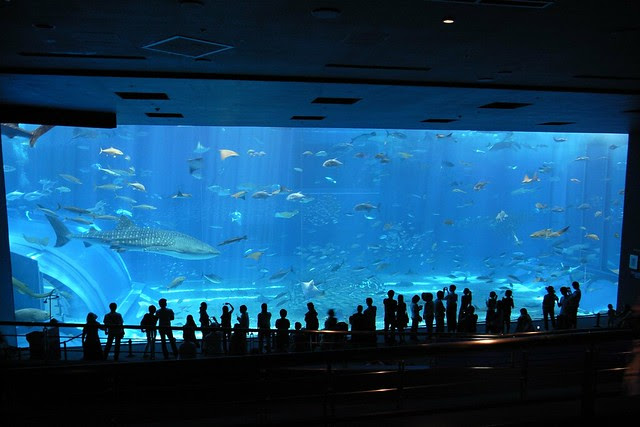 日本一の水槽を有する水族館はココ 巨大水槽の水量 大きさから行ってみたい憧れの水族館をランキング 子供と遊ぶ遊び場マップb
