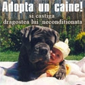 Adopta un caine si castiga dragostea lui neconditionata