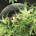 Spots On Pot Leaves / How to distinguish rust from other causes of leaf spotting, treat it effectively and prevent recurrence.