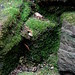 Mosses on Steps, 116 Lafayette Avenue