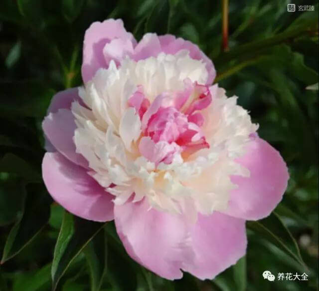 5月花神是芍药 别再只知道月季了 家居花卉 花匠谷