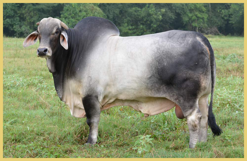 Brahman Cattle - Butler Farms - Home of Great Cebu and ...