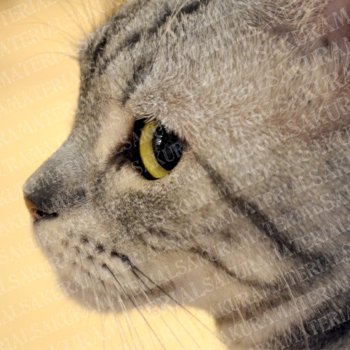 凛々しい猫の横顔 の女子向け無料素材 さくらマテリアル