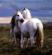 Caballos