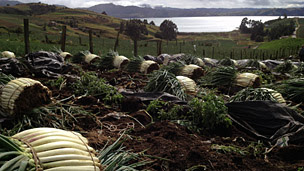 Plantación de cebollas cerca del lago de Tota.
