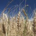 monsanto, roundup weedkiller, france ecology minister, france bans roundup, glyphosate, france bans glyphosate, glyphosate weedkiller