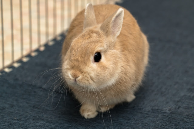 初心者必見 ネザーランドドワーフの飼い方と必要なグッズを紹介