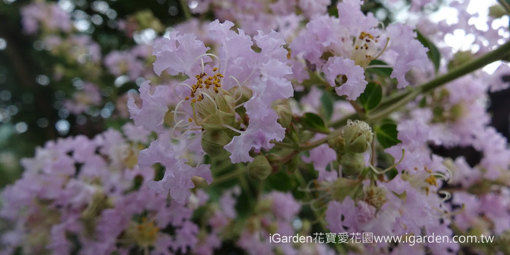 第693回花謎擂台 | iGarden花寶愛花園