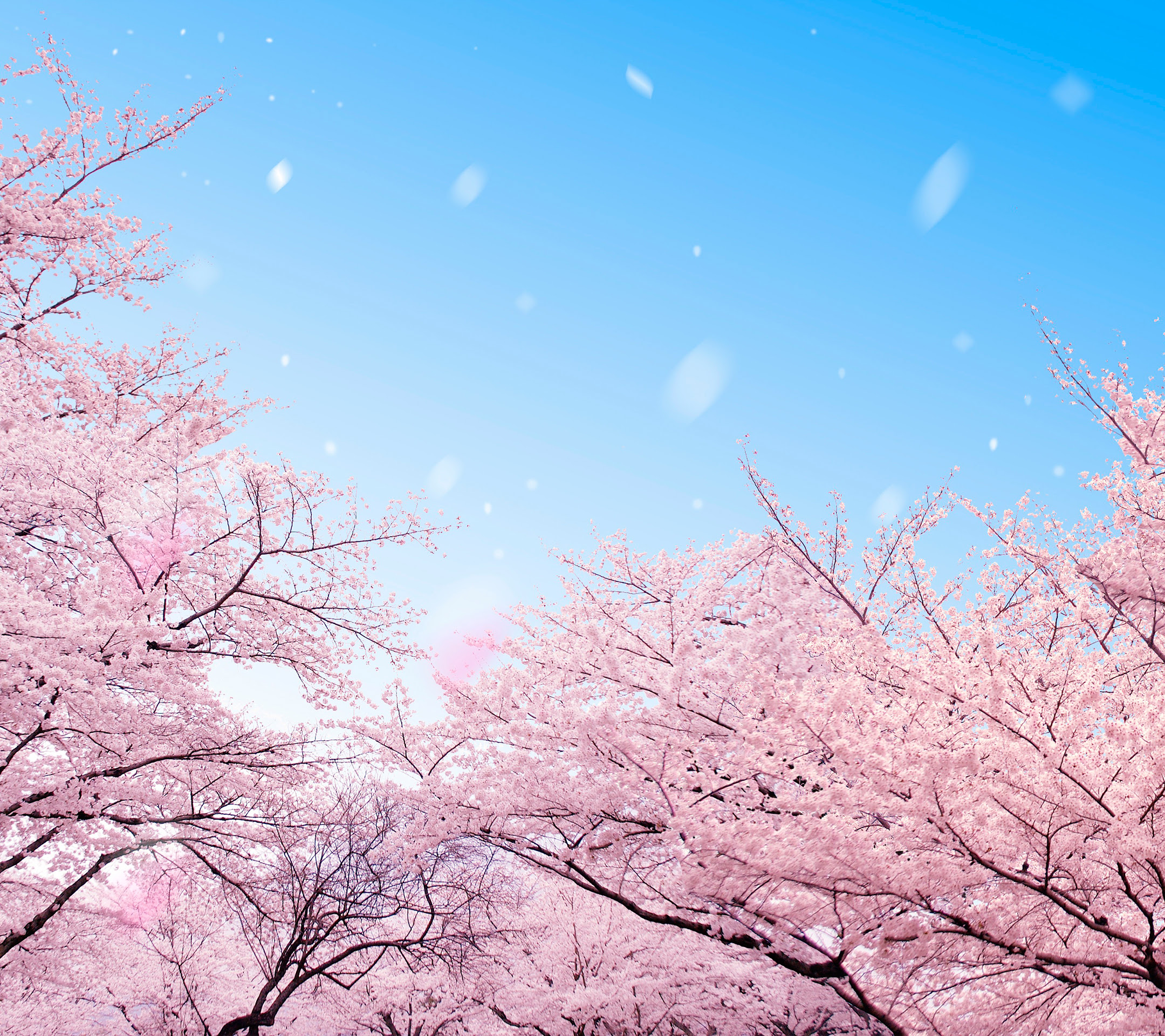 桜の季節 ダウンロード シャープ スマートフォン公式サイト Shshow