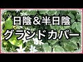 √99以上 日向 グランドカバー 175778-和風 グランドカバー 日向