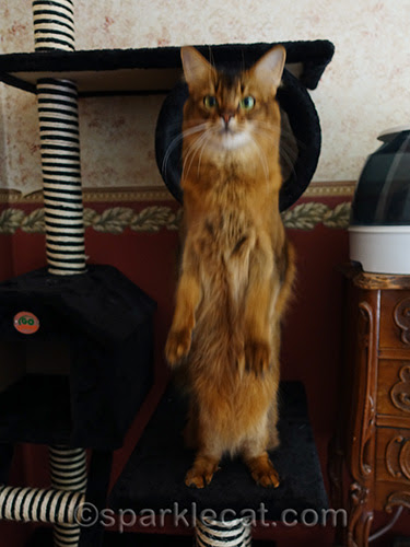 somali cat on hind legs for treat