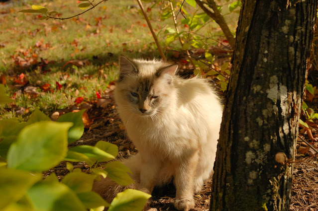 Kitten among the trees