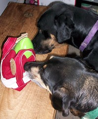 LLBeanPlanetDog_LolaTutb