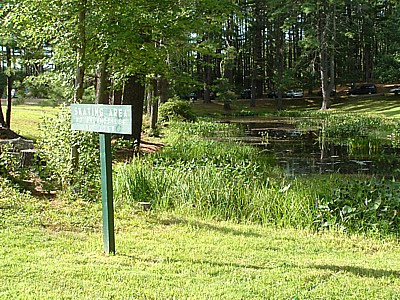 skating pond in summer