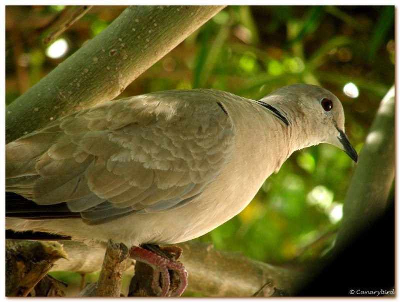 dove 2