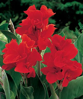 ８月３日の誕生花は カンナ 366日 誕生花の辞典 誕生日の花言葉の図鑑