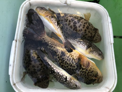 完璧 浅草釣具 湾フグ竿 予備穂先付き ロッド Www Gmfb In