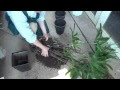 【人気ダウンロード！】 ��ランダ 竹 栽培 103361-ベラ���ダ 竹 栽培