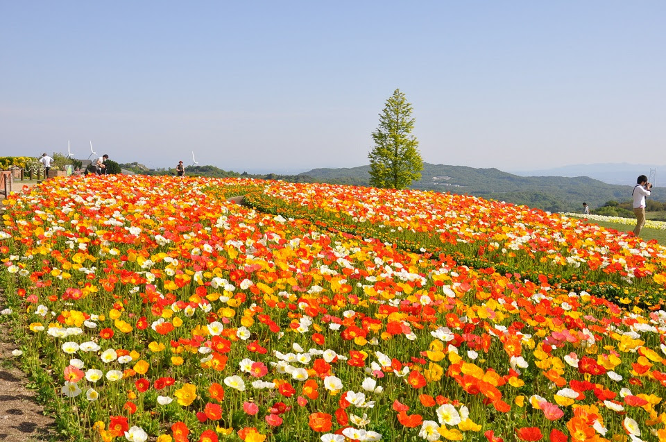 県立公園あわじ花さじき ナノハナ アイスランドポピー ほか 淡路花祭22春