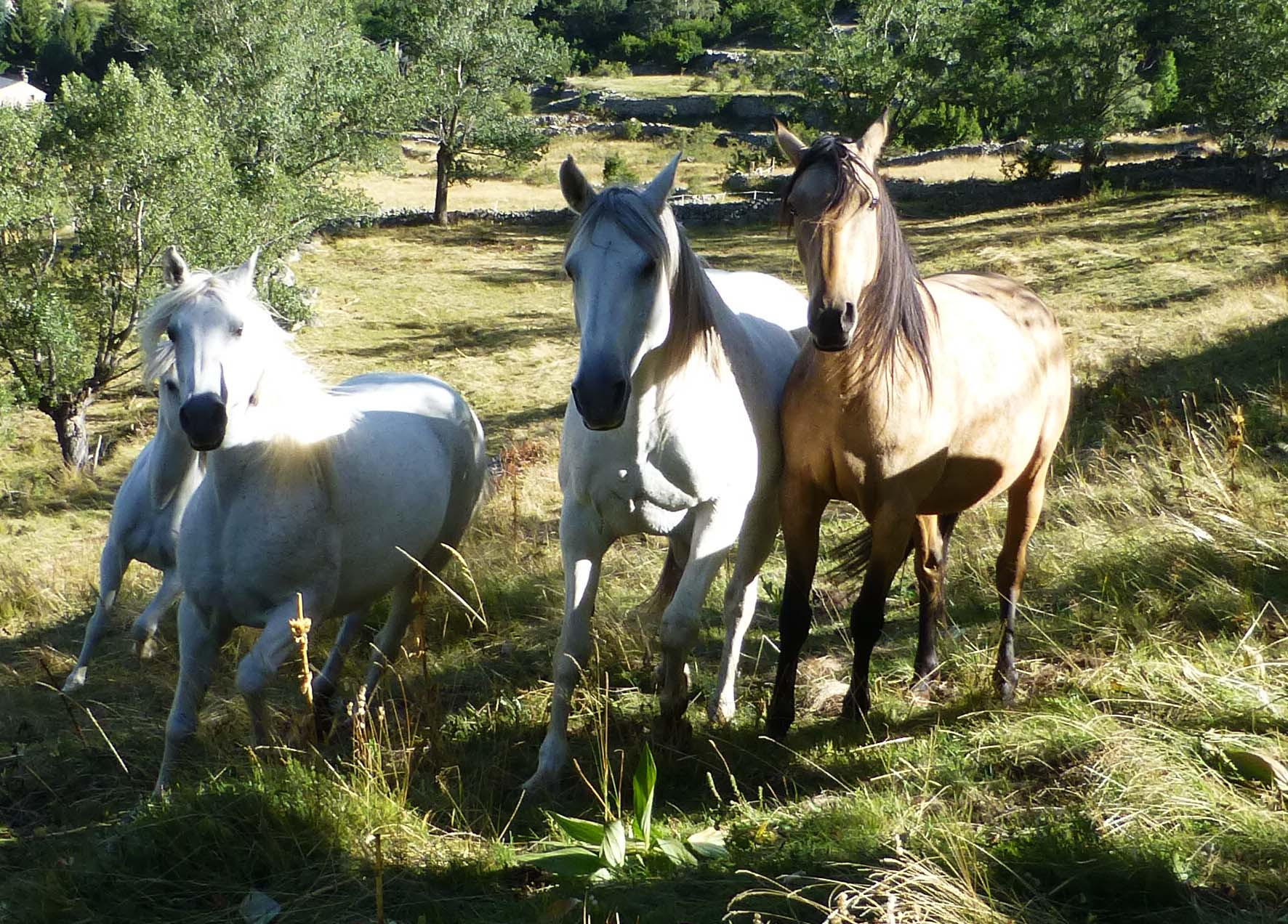 quatuor_chevaux