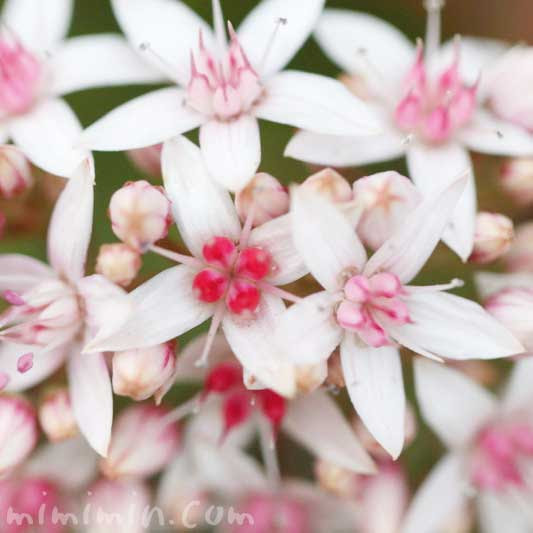 カネノナルキ 金のなる木 の花言葉 金運アップの観葉植物 みみみんブログ