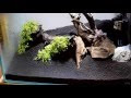 √ダウンロード 水草 キューバ パール グラス 198450-水草 キューバパールグラス 種