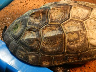 クサガメと暮らす クサガメ 甲羅の脱皮はいつまで続くのだい