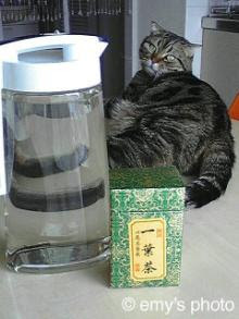 極楽手帳～写真家＆タロット鑑定士EMYのブログ