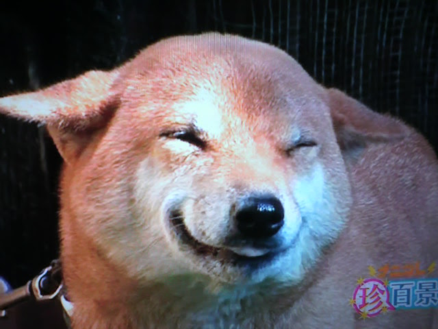 笑う犬 みーすけ日記