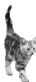 katze-0076.gif von 123gif.de