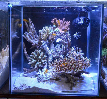 レイアウトコンテストを終えて 生麦海水魚センター