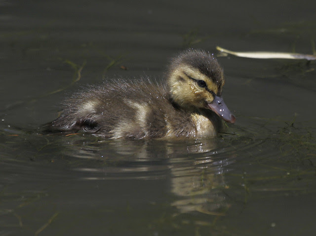 duckling4