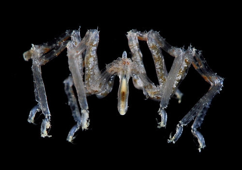 Sea (not a) spider