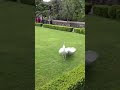 White Peacock