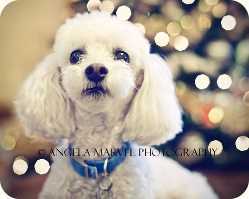 Spencer