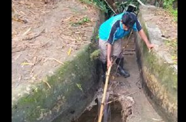 Ratusan Hektar Sawah di Kampung Menteri Amran Terancam Tak Bisa Ditanami