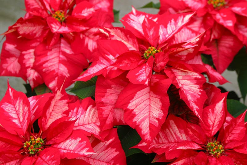 How to Grow Poinsettias  Quiet Corner