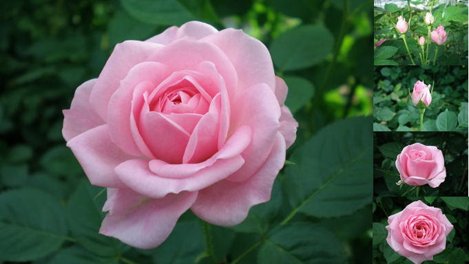 ばら咲く丘 バラ農家のこだわりの薔薇